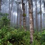 Perhutani Parengan dan Polresta Tuban Perkuat Koordinasi Keamanan Kawasan Hutan