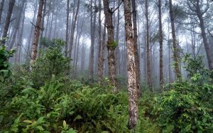 Perhutani Parengan dan Polresta Tuban Perkuat Koordinasi Keamanan Kawasan Hutan